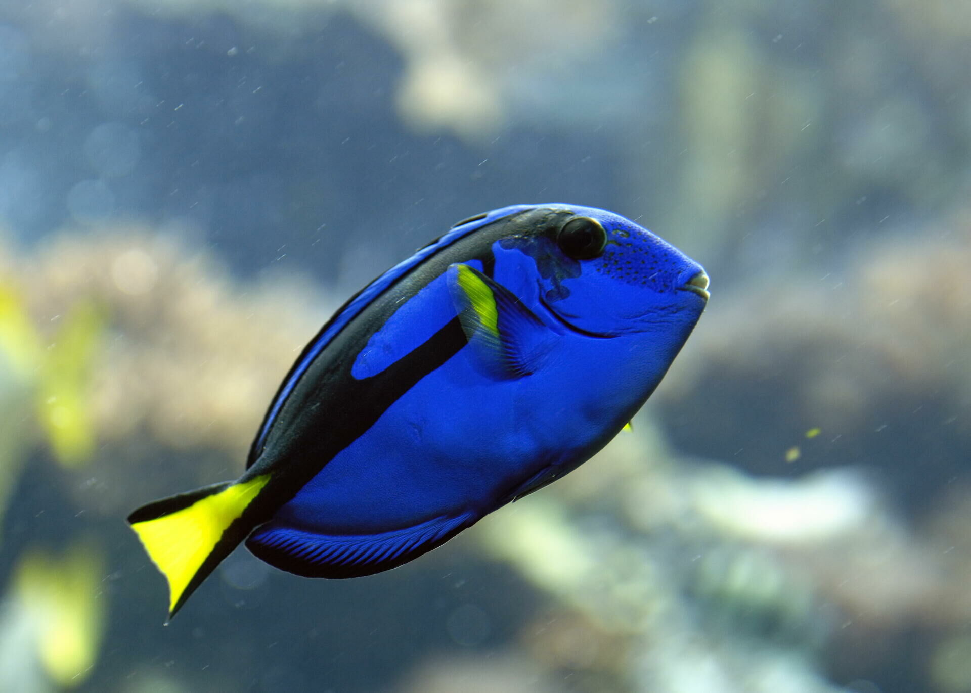 Imagem do Blue Tang